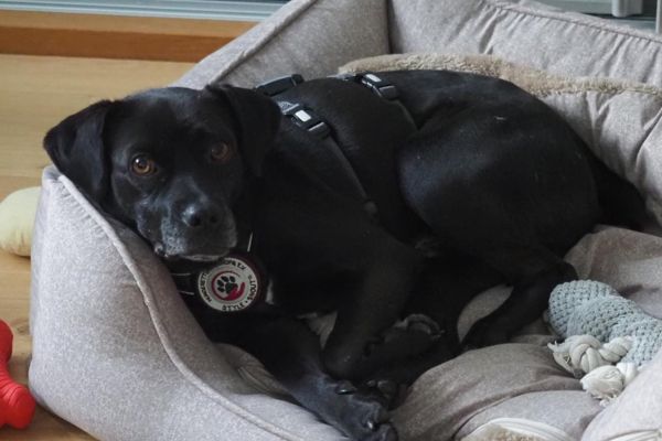 Stanley liegt in seinem Körbchen.