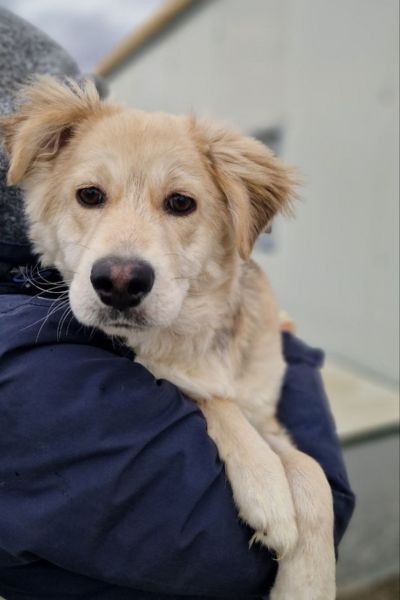 Die beige Junghündin Kimy schaut in die Kamera.