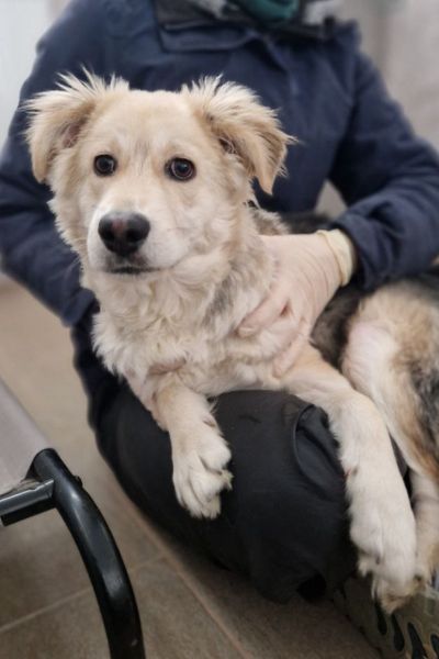 Die beige Junghündin Kimy schaut in die Kamera.