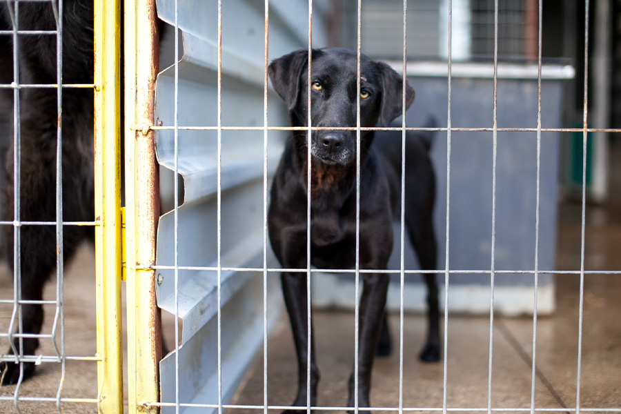 Cherry steht hinter ihrem sheltergitter und schaut traurig in die Kamera
