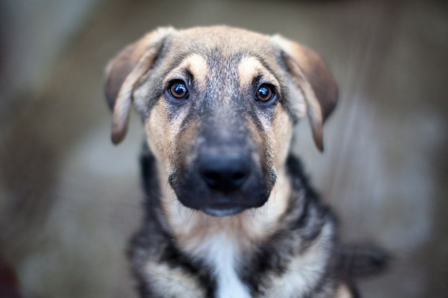 Mischlingshund Bolle mit Schlappohren aus dem Tierschutz schaut freundlich in die Kamera und wartet darauf adoptiert zu werden