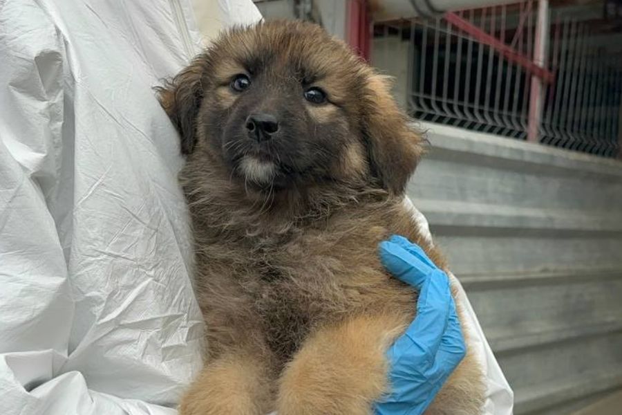 Mischlingshund Kelly schaut freundlich in die Kamera und wartet darauf adoptiert zu werden