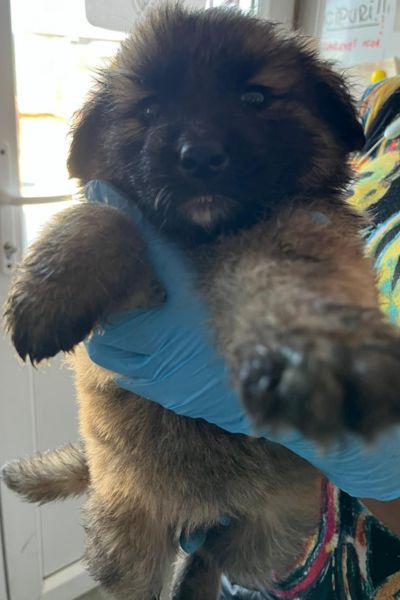 Mischlingshund Kelly schaut freundlich in die Kamera und wartet darauf adoptiert zu werden