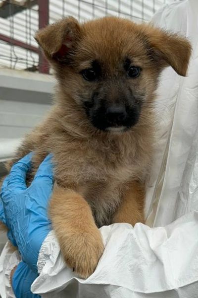 Mischlingshund Melly schaut freundlich in die Kamera und wartet darauf adoptiert zu werden
