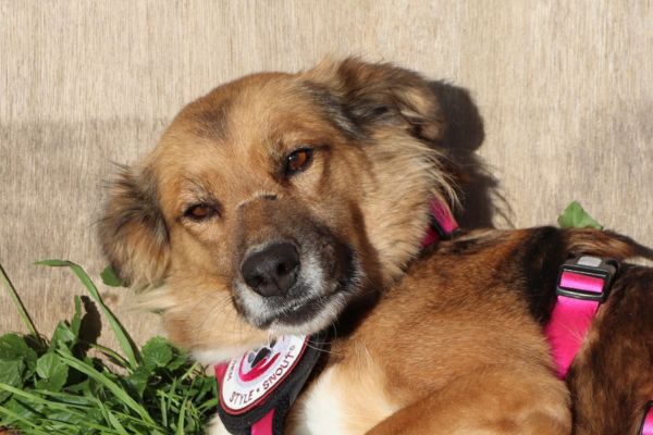 Elora liegt in der Sonne.