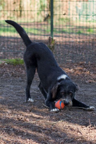 Tierschutzrüde Karl spielt mit einem Ball.