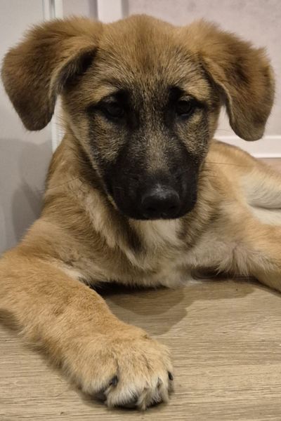 Melly schaut neugierig in die Kamera.