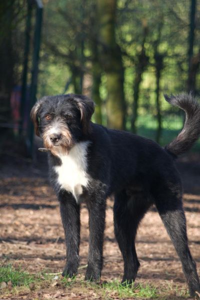 Rüde Karl steht draußen und schaut aufmerksam.