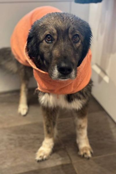 Nala steht und trägt einen Bademantel.