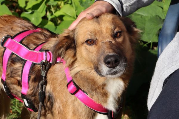 Hündin Elora wird am Kopf gestreichelt.