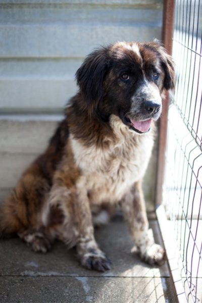 Schwarz, weiß, brauner Rüde sitzt im Zwinger und schaut in die Kamera