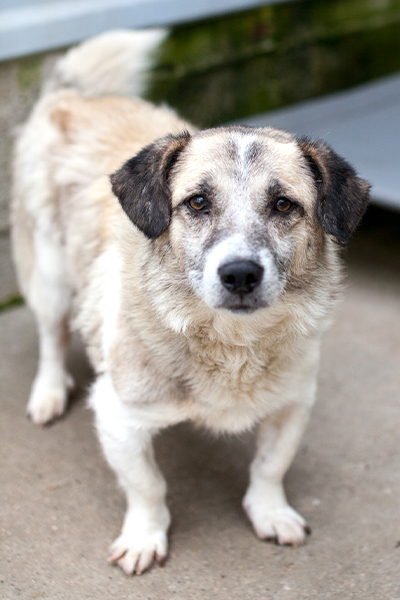 Rüde Ennio steht im Zwinger und schaut in die Kamera