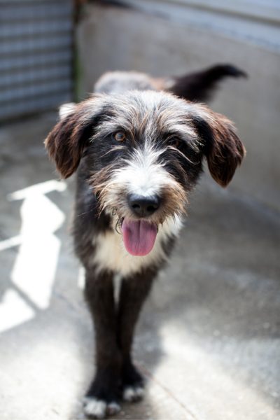 Brauner, langhaariger Hund mit weißer Schnauze schaut in die Kamera