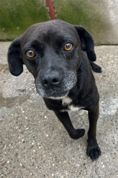 Schwarzer Hund schaut in die Kamera