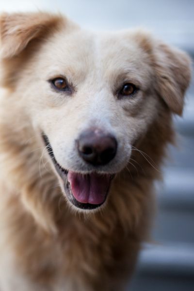 Rüde Nubi sieht freundlich in die Kamera.