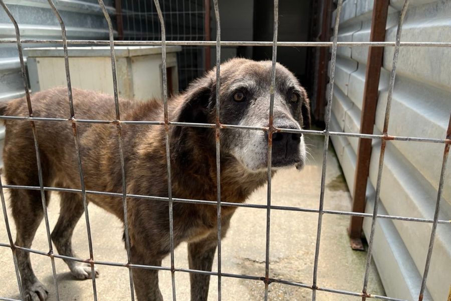 Der braune, große Senior Pepsi in seinem Zwinger.