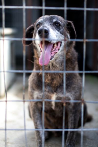 Der braune, große Senior Pepsi in seinem Zwinger.