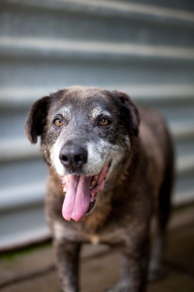 Der braune, mittelgroße Senior Pepsi in seinem Zwinger.