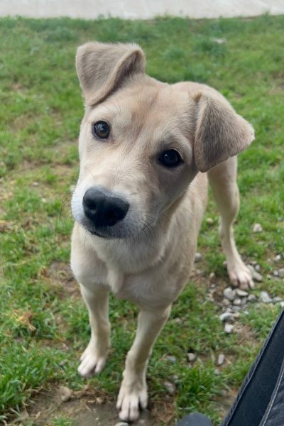 beige Hündin hält den Kopf schräg und schaut in die Kamera