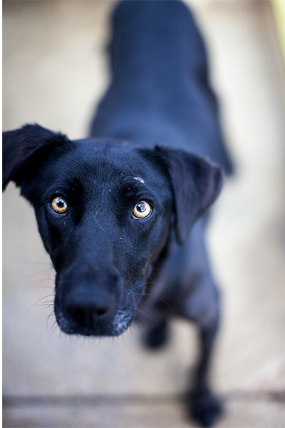Cherry schaut in die Kamera