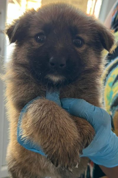 Hund sieht in die Kamera