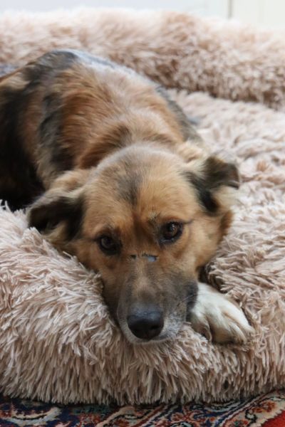 Elora liegt in ihrem Körbchen und hat den Kopf auf den Pfoten abgelegt.