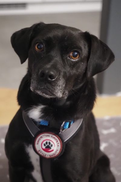 Stanley schaut mit leicht schrägem Kopf in die Kamera.
