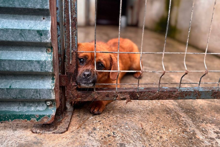 Ein kleiner Hund liegt und schaut in die Kamera.