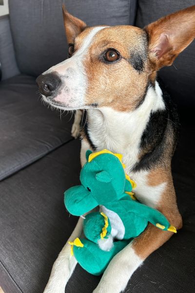 Ein Hund hat ein Kuscheltier im Arm und schaut nach oben.