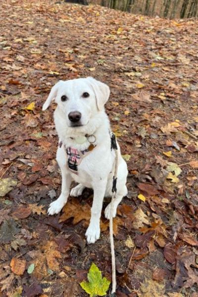 Ein heller mittelgroßer Hund sitzt auf herbstlichem Waldboden und schaut in die Kamera.