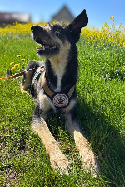 Ein struppiger Hund liegt bei Sonnenschein auf einer Wiese und hechelt.