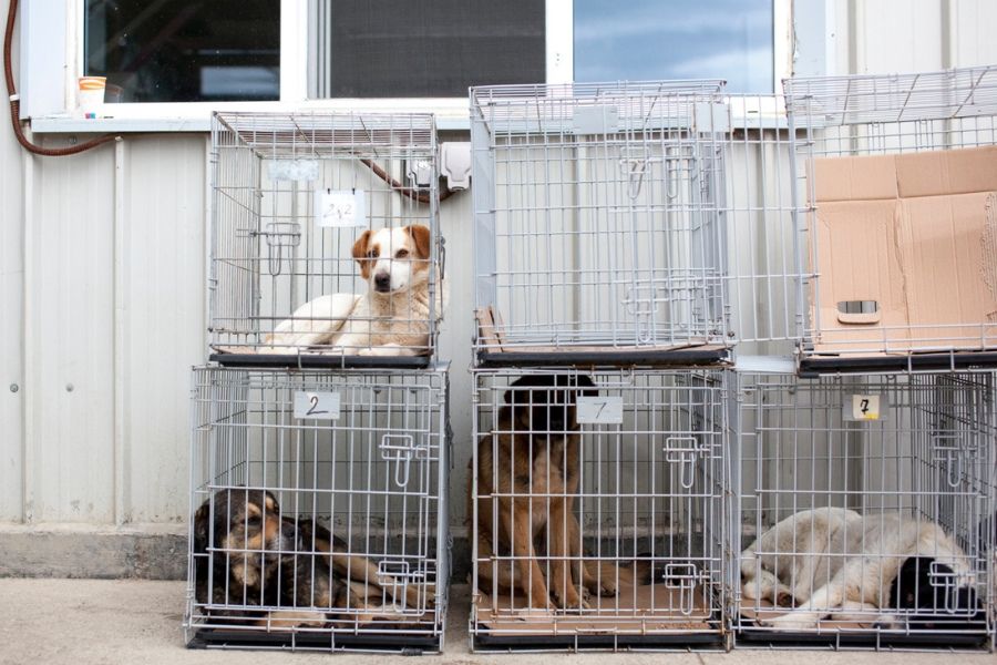 Hunde in Käfigen.