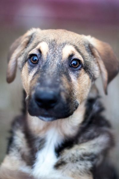 Mischlingshund Bolle mit Schlappohren aus dem Tierschutz schaut freundlich in die Kamera und wartet darauf adoptiert zu werden