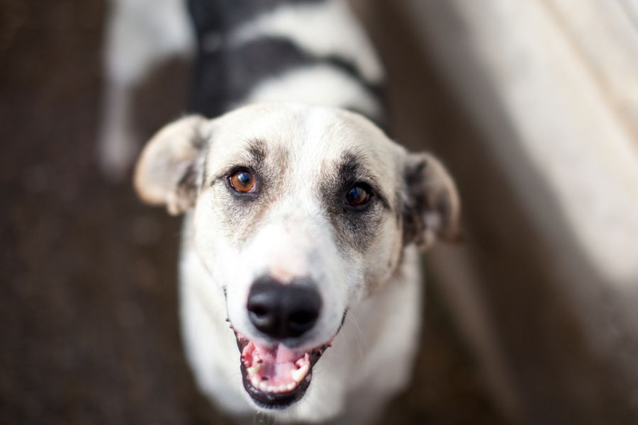 Mischlingshund Kaido mit Schlappohren schaut freundlich in die Kamera und wartet darauf adoptiert zu werden