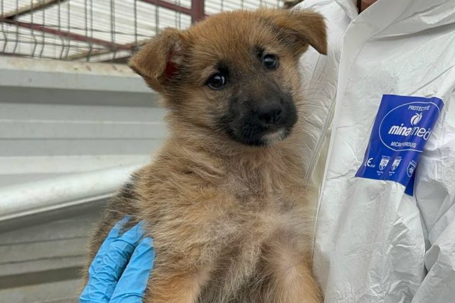 Mischlingshund Melly schaut freundlich in die Kamera und wartet darauf adoptiert zu werden