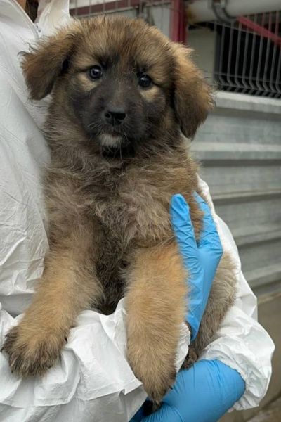Mischlingshund Kelly schaut freundlich in die Kamera und wartet darauf adoptiert zu werden