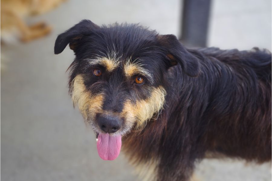 Ein Hund schaut in die Kamera und hechelt.