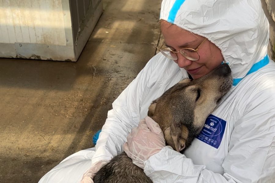 Ein Hund liegt auf dem Körper einer Person