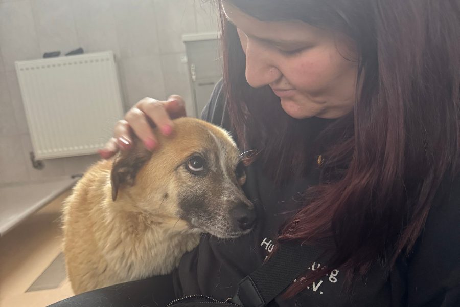 Ein Hund und eine Frau schauen sich in die Augen