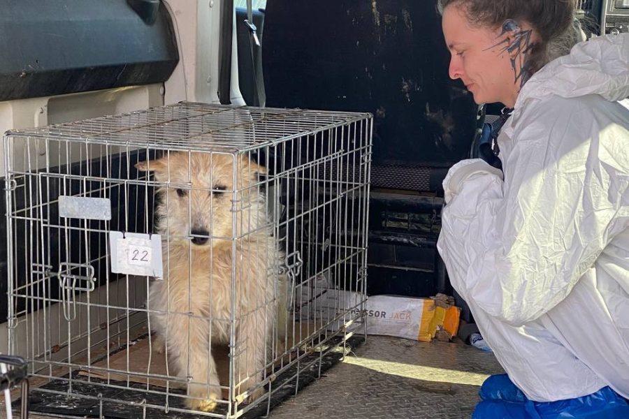 Eine Frau hockt vor dem Käfig eines Hundes.