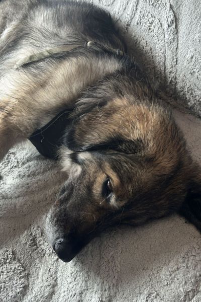 Nala liegt auf der Seite.