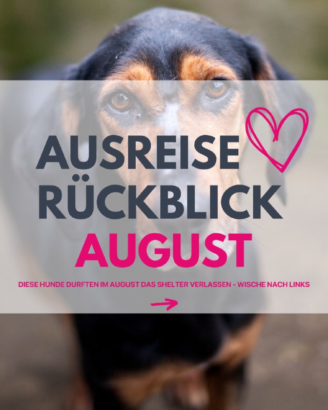 Ausreise-Rueckblick-August-01-2025-Hunderettung-Europa