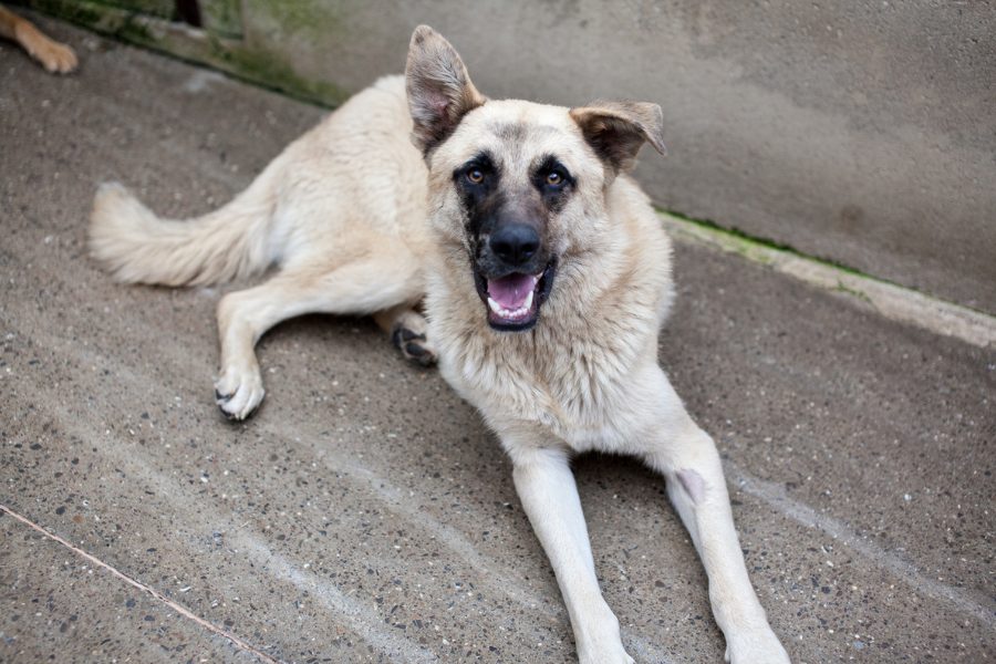Junco liegt im Zwinger