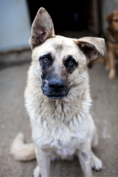 Junco sitzt im Zwinger und blickt neugierig in die Kamera.