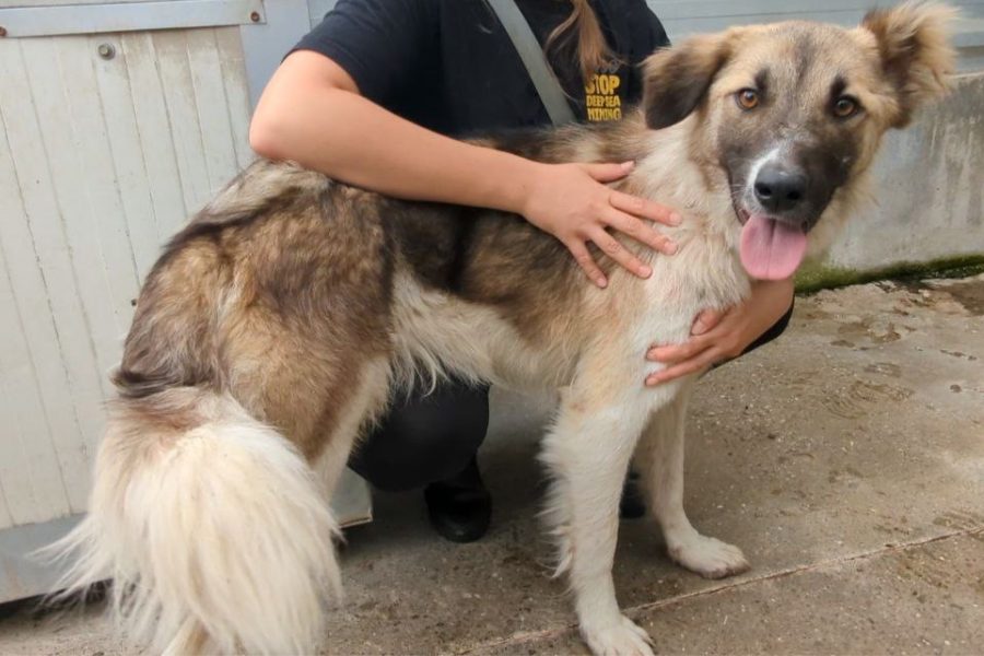 Poem wird gestreichelt