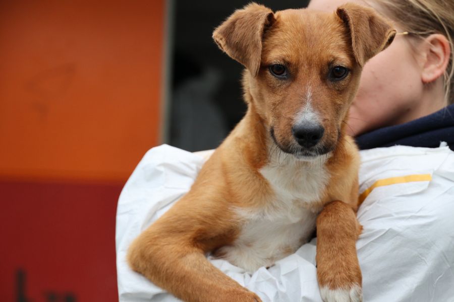 Gordi schaut über die Schulter in die Kamera