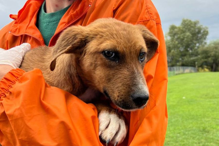 Hund wird von einem Pfleger gehalten