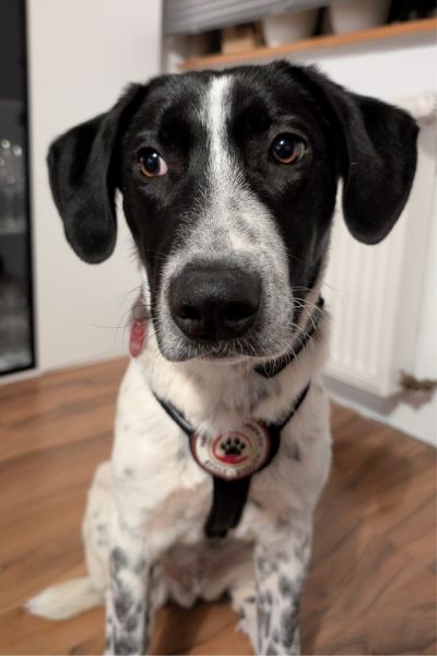 Rüde Conrad sitzt und schaut zur Seite.