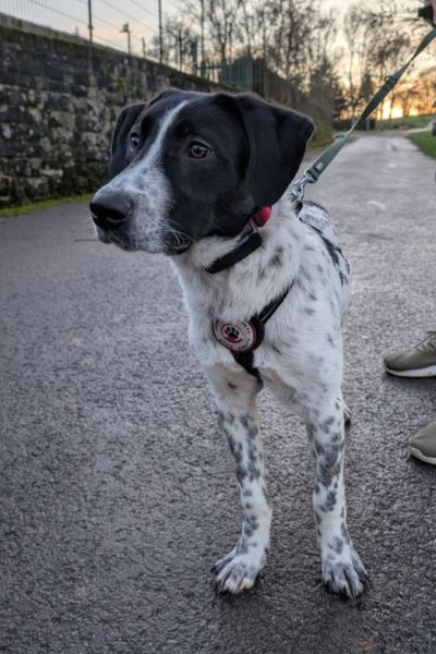 Rüde Conrad schaut neugierig zur Seite.