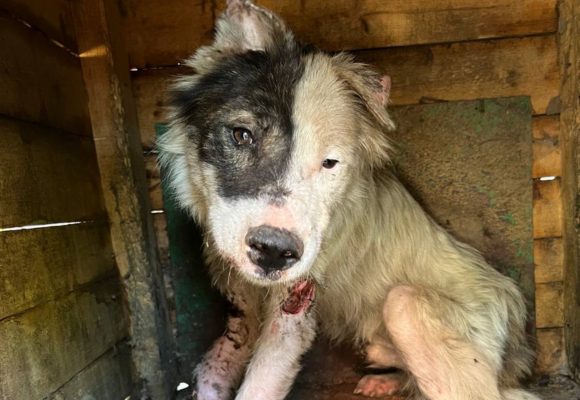 Ein schwarz weißer Hund mit vielen Wunden sitzt in einer Hundehütte